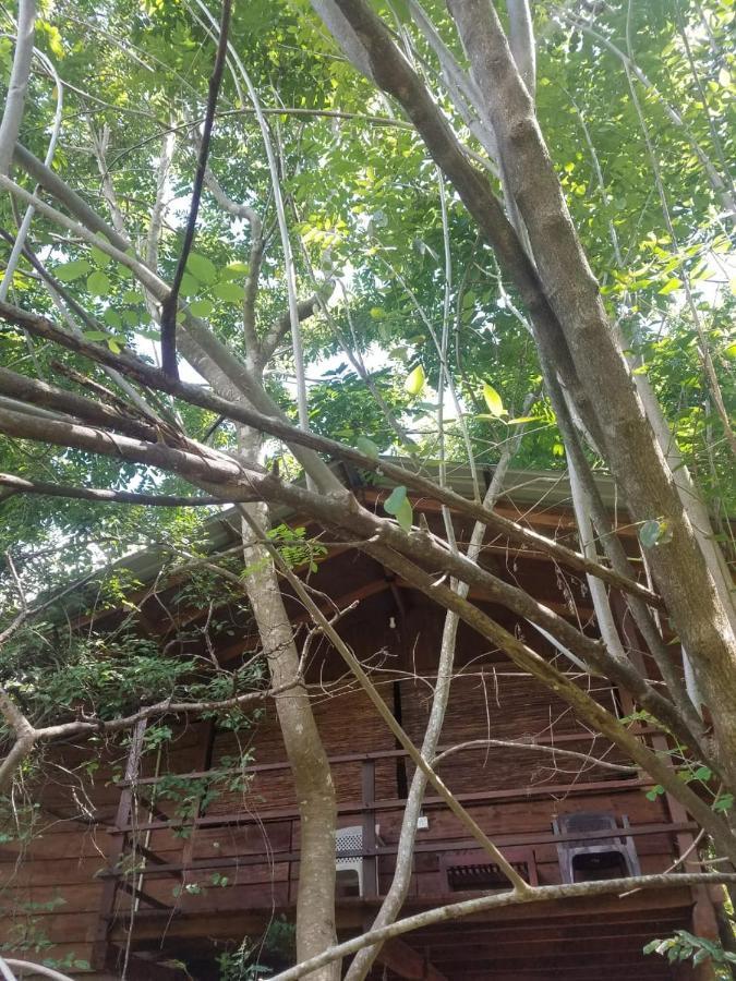 The Inn On The Tree Sigiriya Exterior photo